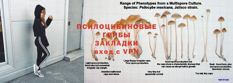 Псилоцибиновые грибы Cubensis  Фролово 